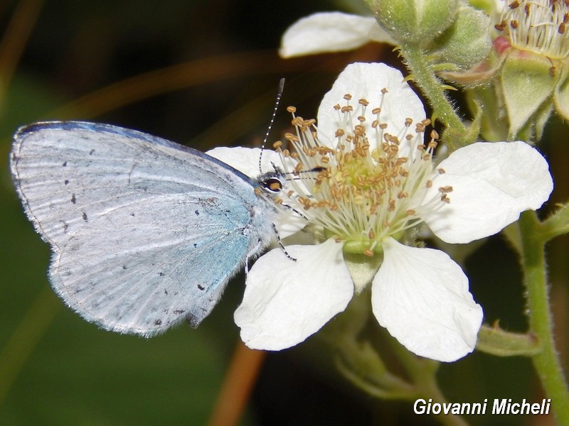 Alla ricerca del Satyrium pruni